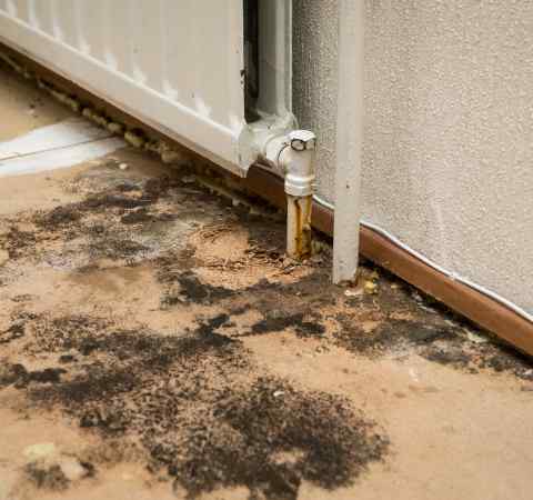 Benefits of Mold Removal Services Sydney