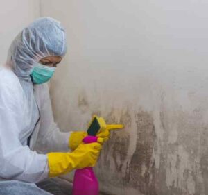 Mold Removal Services Sydney