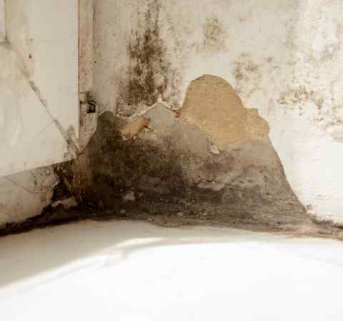 Mold Removal Services Sydney in Sydney Areas